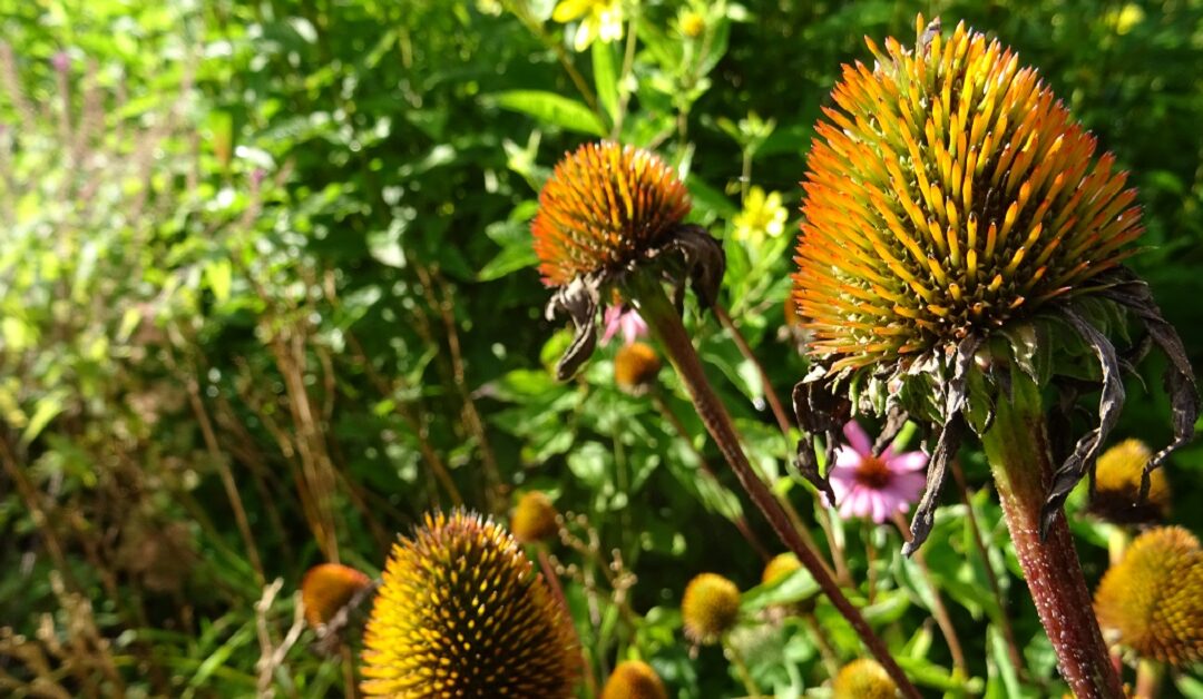 De groene route (12 en 13 september)