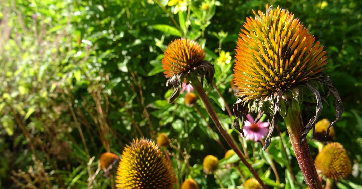 119117529_4302014829870215_983470851433478559_o