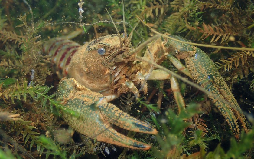 GEMEENTEN WILLEN LNV BIJ TASKFORCE RIVIERKREEFTEN