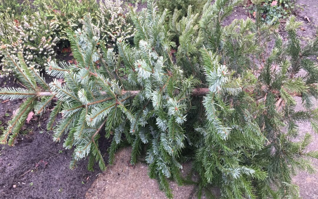 Kerstbomeninzameling Langedijk dit jaar anders dan normaal