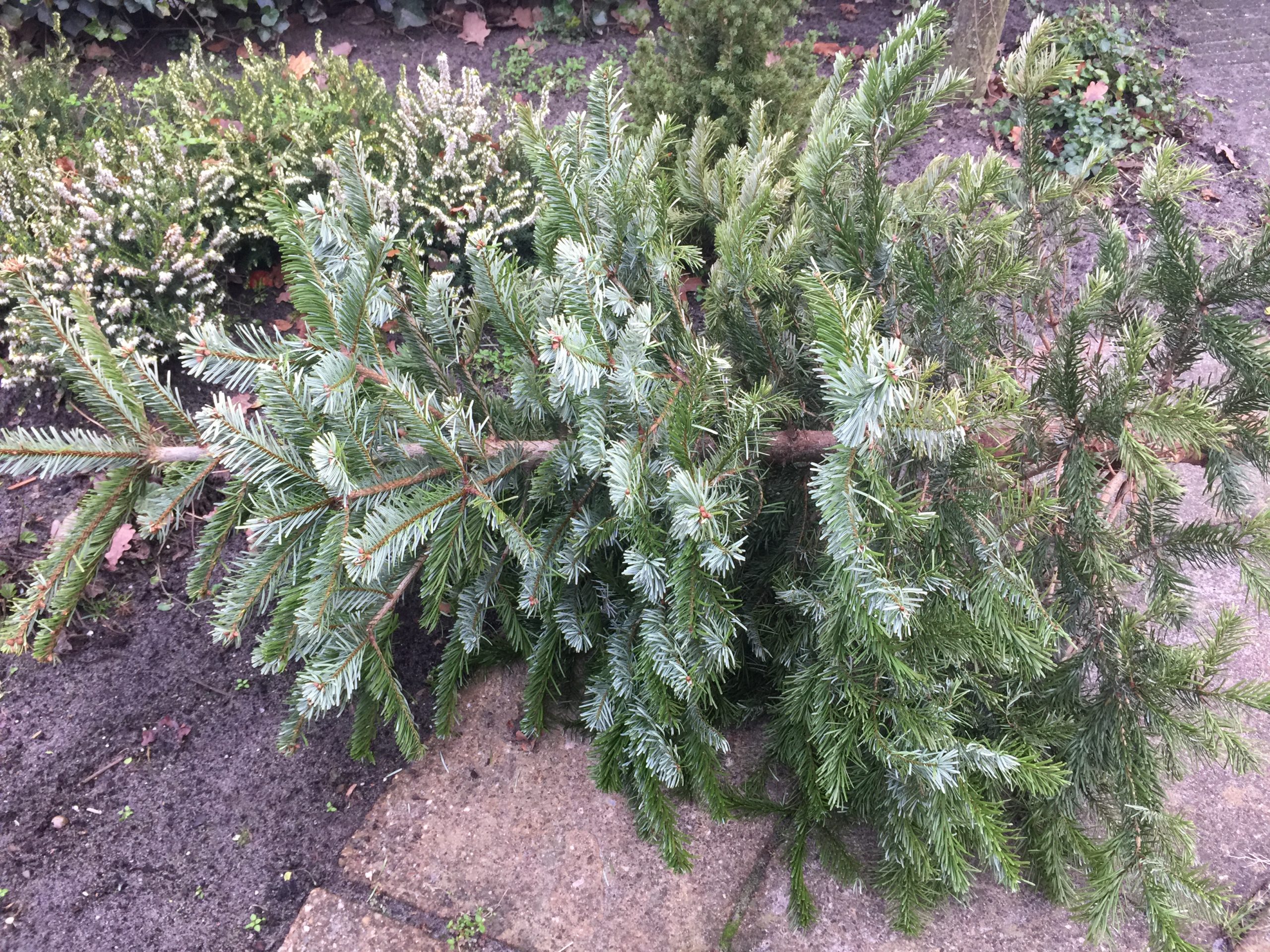 Kerstboomophalen-IMG_0098-scaled