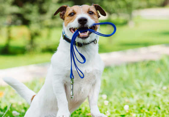 Honden aan de lijn vanaf 1 april recreatieschap Geestmerambacht