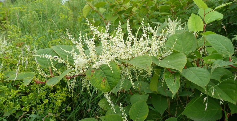 NIEUWE BESTRIJDINGSTECHNIEK TEGEN JAPANSE DUIZENDKNOOP