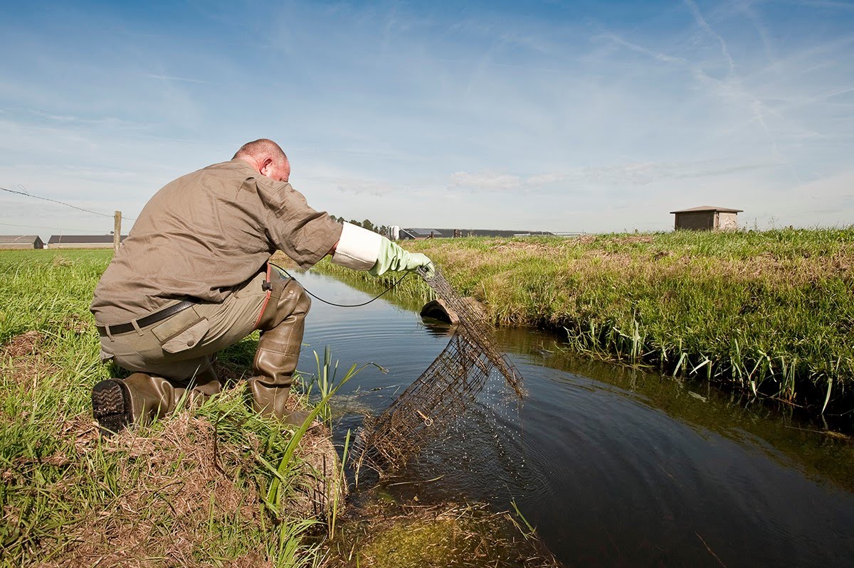 Opnieuw daling muskusratvangsten, beverratvangsten iets toegenomen