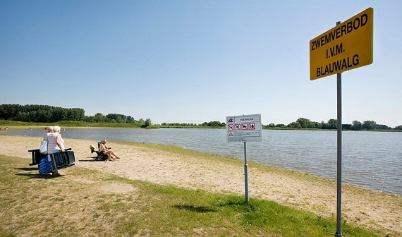 Toename meldingen van blauwalg in Noord-Hollands oppervlaktewater
