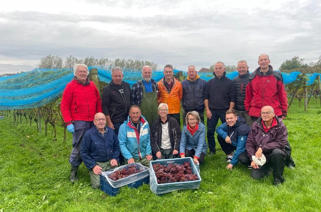 Wijndomein de Koen DE OOGST IS BINNEN!