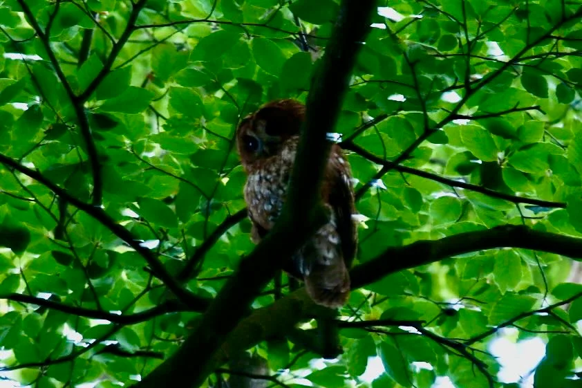 Op zondag 29 maart ben je weer van harte welkom om de lente bij LiberTerra te ervaren