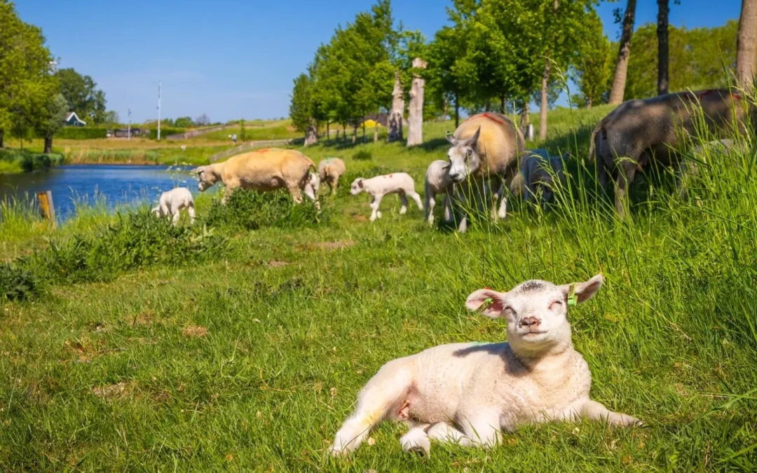 De lente is begonnen en dat wordt gevierd in Haarlemmermeer!