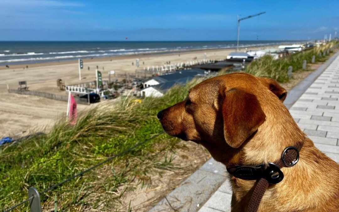 Regels voor hondenbezitters in Zandvoort aangepast