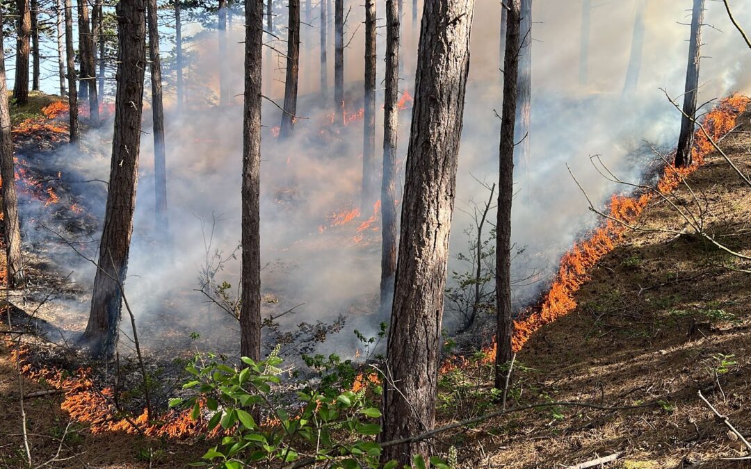 Flinke bosbrand in Schoorl snel onder