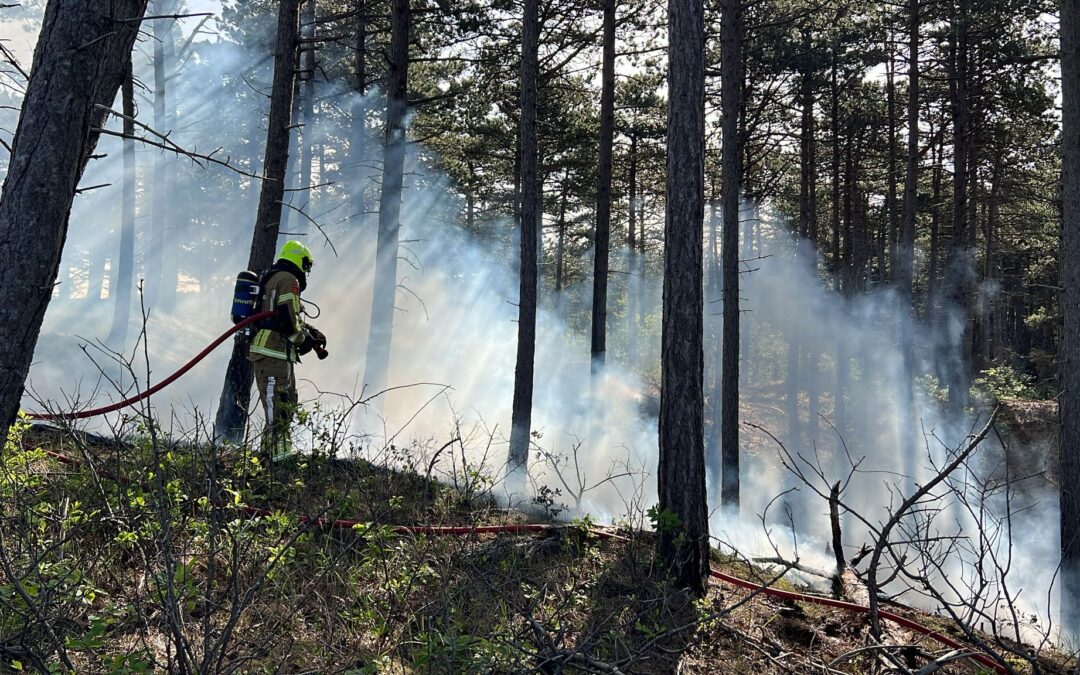 Flinke bosbrand in Schoorl snel onder controle